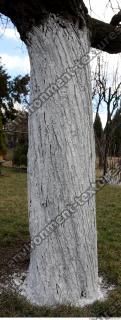 tree bark 0003